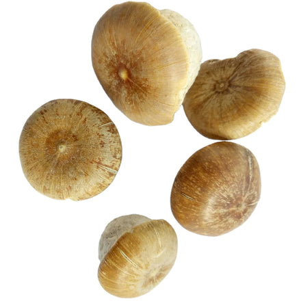 1KG fengliuguo Folk Herb Lithocarpus Pachylepis Nut Dried New WHOLE Lithocarpus Pachylepis Fruits for Sale