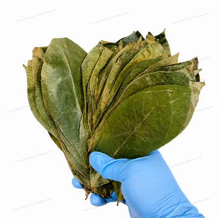 Dried Soursop Leaf Natural Graviola Wild Plant Leaves Bulk Vacuum Pack Guanabana Leaves Tea Organic Farming Import From Vietnam