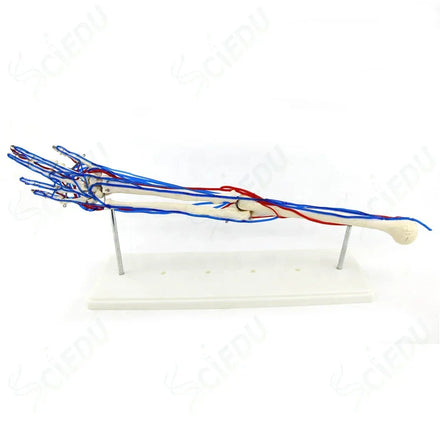 Life Size Arm Human Skeleton Model Anatomy Human Skeleton Model Anatomy Plastic With Blood Vessels