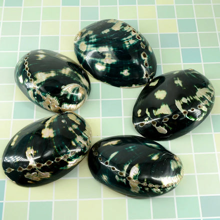 Natural Red Abalone Shell 3'' Wholesale Specimen Smooth Shiny Black Sage Burning Abalone Shell Seashells