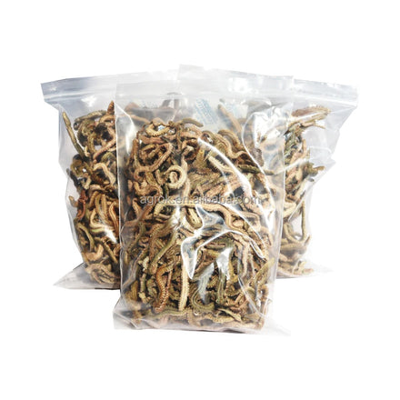 AlotFish Dry Green Lugworm Real Fishing Bait Sea Fishing Lure Natural 100g Smell Worm