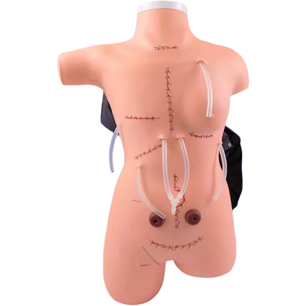 Medical Teaching Model Surgical Suture and Bandaging Display for Medical Science Medical Mannequin